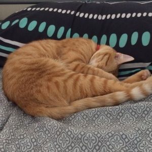 Meet your Posher, Cheyenne